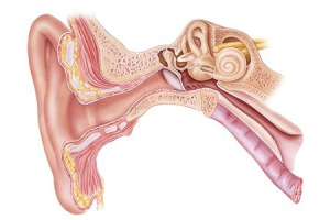 Patolojilere Göre Odyolojik Bulgular 